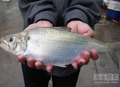 深圳虎魚(yú)，深圳虎魚(yú)價(jià)格 深圳虎魚(yú)，深圳虎魚(yú)價(jià)格 龍魚(yú)百科 第1張