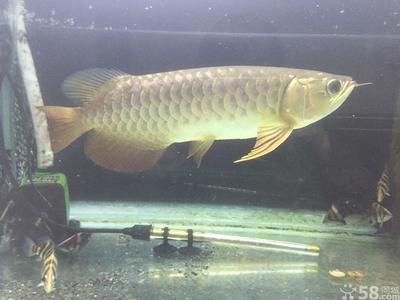 深圳虎魚(yú)，深圳虎魚(yú)價(jià)格 深圳虎魚(yú)，深圳虎魚(yú)價(jià)格 龍魚(yú)百科 第4張