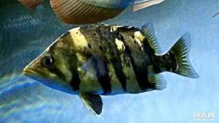 深圳虎魚(yú)，深圳虎魚(yú)價(jià)格 深圳虎魚(yú)，深圳虎魚(yú)價(jià)格 龍魚(yú)百科 第5張