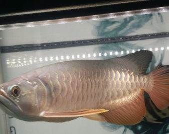 深圳虎魚(yú)，深圳虎魚(yú)價(jià)格 深圳虎魚(yú)，深圳虎魚(yú)價(jià)格 龍魚(yú)百科 第2張