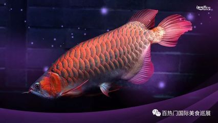 深圳虎魚(yú)，深圳虎魚(yú)價(jià)格 深圳虎魚(yú)，深圳虎魚(yú)價(jià)格 龍魚(yú)百科 第3張