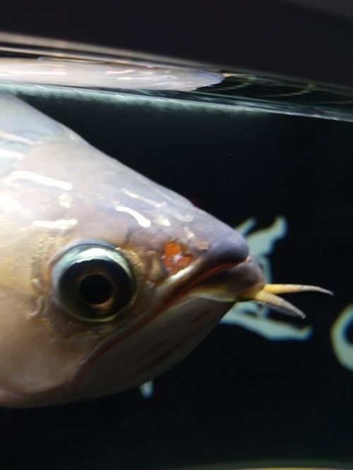 龍魚 喂養：熱帶魚紅龍魚頭洞病高清圖片和龍魚頭洞病的治療方法