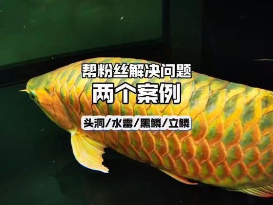 龍魚 喂養：熱帶魚紅龍魚頭洞病高清圖片和龍魚頭洞病的治療方法