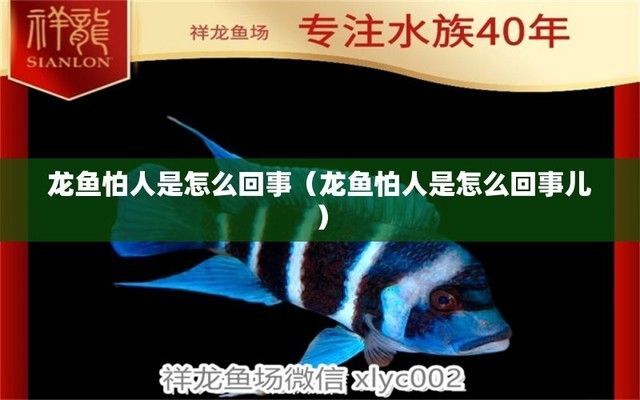 龍魚害怕人靠近它嗎：龍魚害怕人的天性如何改變龍魚混養需要注意哪些問題