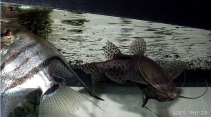 龍魚害怕人靠近它嗎：龍魚害怕人的天性如何改變龍魚混養需要注意哪些問題