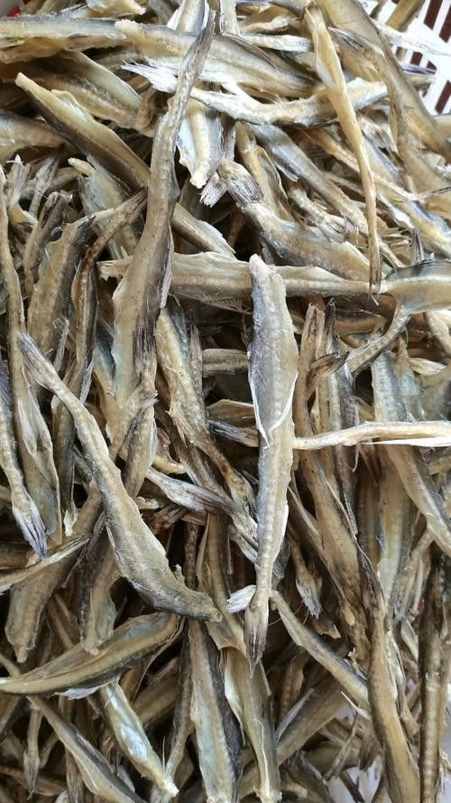 龍頭魚干貨圖片 龍頭魚干貨圖片 龍魚百科 第7張