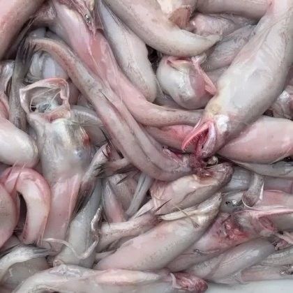 龍頭魚干貨圖片 龍頭魚干貨圖片 龍魚百科 第4張