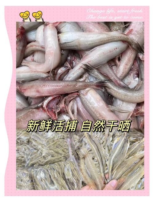 龍頭魚干貨圖片 龍頭魚干貨圖片 龍魚百科 第15張