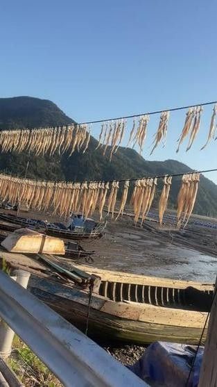 龍頭魚干貨圖片 龍頭魚干貨圖片 龍魚百科 第18張