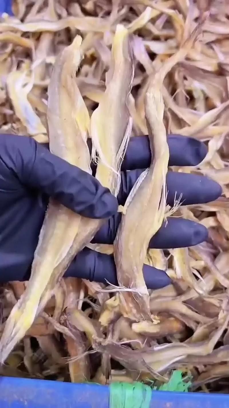 龍頭魚干貨圖片 龍頭魚干貨圖片 龍魚百科 第28張