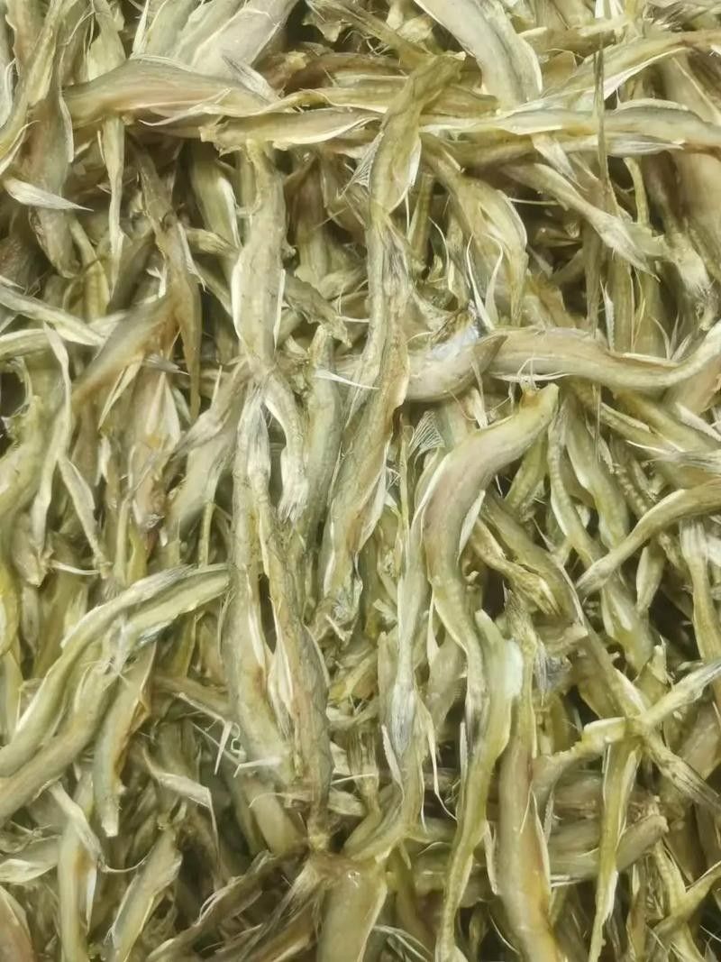 龍頭魚干貨圖片 龍頭魚干貨圖片 龍魚百科 第25張