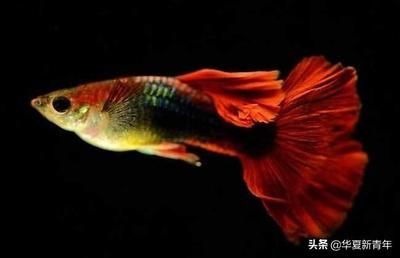 龍魚與孔雀魚混養的可能性（龍魚和孔雀魚可以混養嗎？） 龍魚與孔雀魚混養的可能性（龍魚和孔雀魚可以混養嗎？） 龍魚百科 第4張