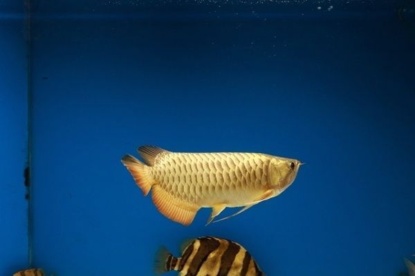 龍魚的飼養方法和注意事項有哪些：如何判斷龍魚健康狀況，龍魚常見疾病預防方法