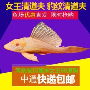 七彩配龍魚是變異魚嗎怎么養(yǎng)：七彩配龍魚并不是變異魚，而是指不同品種的龍魚體色發(fā)生改變后形成的