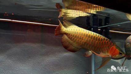 怎么讓銀龍魚開口吃飼料呢：如何讓龍魚改口吃飼料 怎么讓銀龍魚開口吃飼料呢：如何讓龍魚改口吃飼料 龍魚百科