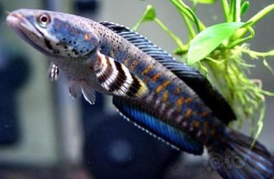最好看的雷龍魚：最好看的雷龍魚品種
