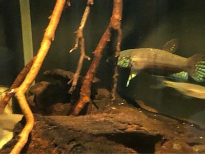 最好看的雷龍魚：最好看的雷龍魚品種