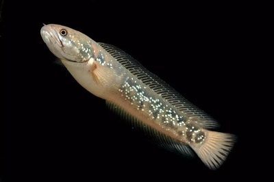 最好看的雷龍魚：最好看的雷龍魚品種