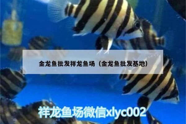 龍魚批發(fā)1688祥龍魚場(chǎng)，1688祥龍魚場(chǎng)提供多種品種的高品質(zhì)龍魚品種