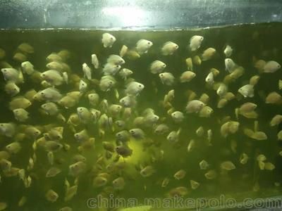 小金龍魚苗怎么養(yǎng)小金龍魚苗怎么養(yǎng)小金龍魚苗怎么養(yǎng)：小金龍魚苗對(duì)水質(zhì)和水溫的要求比較嚴(yán)格,它們喜歡弱酸性的軟水 小金龍魚苗怎么養(yǎng)小金龍魚苗怎么養(yǎng)小金龍魚苗怎么養(yǎng)：小金龍魚苗對(duì)水質(zhì)和水溫的要求比較嚴(yán)格,它們喜歡弱酸性的軟水 龍魚百科 第1張