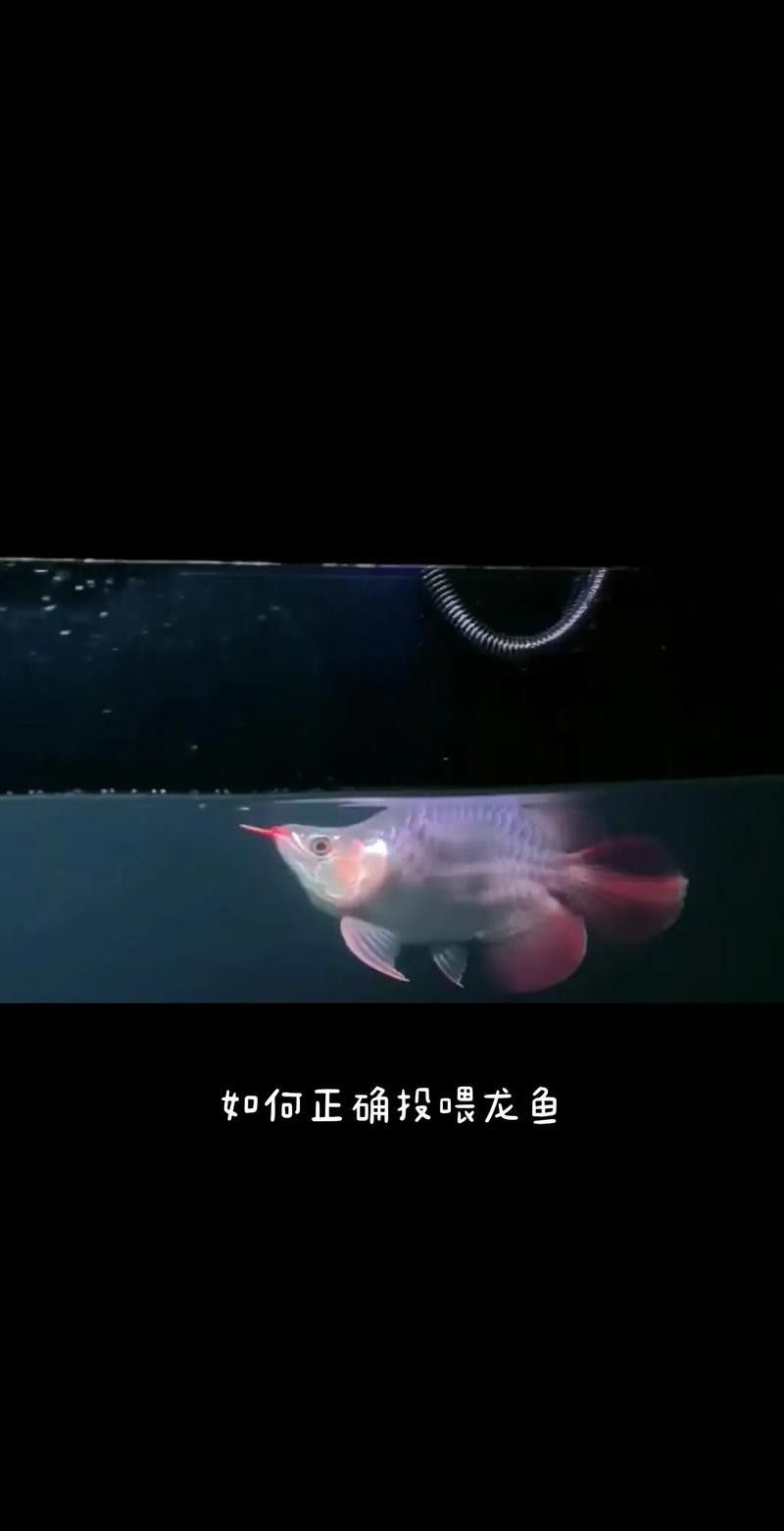 龍魚平時喂養什么食物比較好