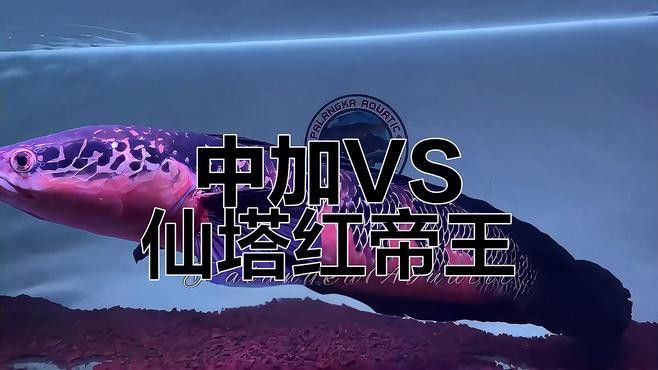 紅帝王魔神雷龍魚怎么樣啊