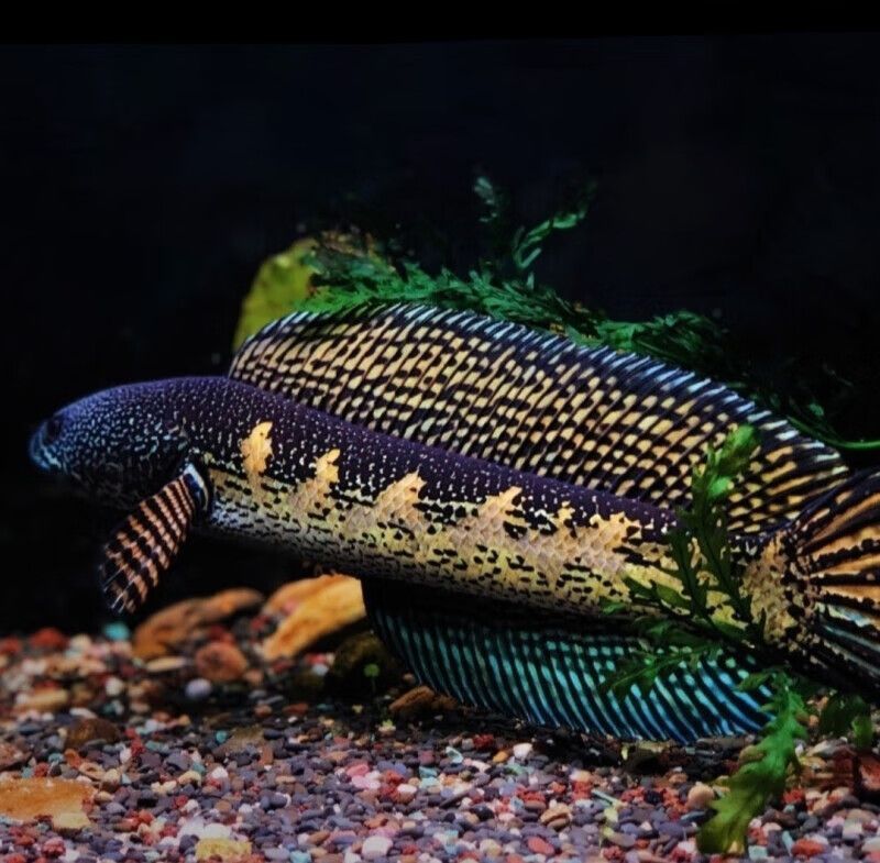 雷龍魚卵白色絮狀物（如何快速檢測雷龍魚卵健康）