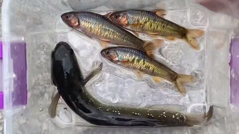 雷龍魚卵白色絮狀物（如何快速檢測雷龍魚卵健康）
