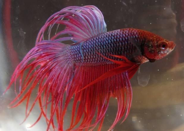 龍魚龍魚養幾條旺財，金龍魚風水擺放位置如何提升龍魚觀賞價值觀賞價值 龍魚龍魚養幾條旺財，金龍魚風水擺放位置如何提升龍魚觀賞價值觀賞價值 龍魚百科 第3張