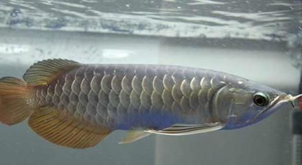 成年銀龍魚長度多少（成年銀龍魚的長度受到多種因素影響） 成年銀龍魚長度多少（成年銀龍魚的長度受到多種因素影響） 龍魚百科 第1張