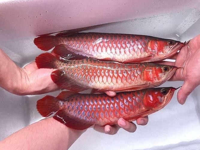 赤血紅龍魚幼苗圖片大全大圖 赤血紅龍魚幼苗圖片大全大圖 龍魚百科 第22張