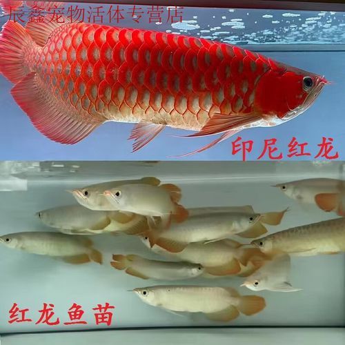 赤血紅龍魚幼苗圖片大全大圖 赤血紅龍魚幼苗圖片大全大圖 龍魚百科 第26張