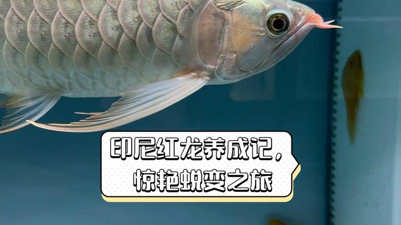 赤血紅龍魚幼苗圖片大全大圖 赤血紅龍魚幼苗圖片大全大圖 龍魚百科 第30張