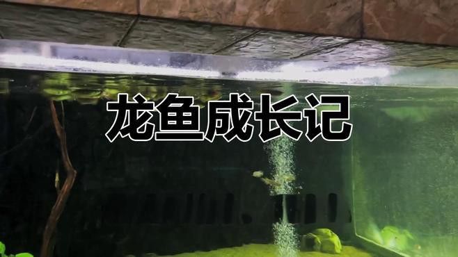 赤血紅龍魚幼苗圖片大全大圖 赤血紅龍魚幼苗圖片大全大圖 龍魚百科 第27張