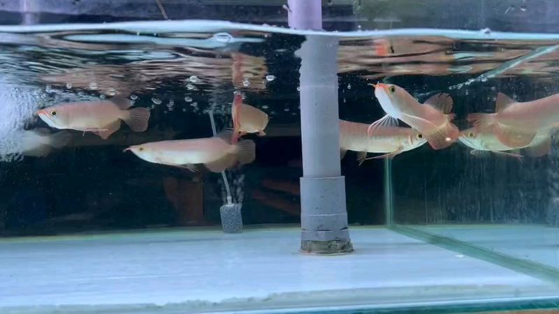 赤血紅龍魚幼苗圖片大全大圖 赤血紅龍魚幼苗圖片大全大圖 龍魚百科 第29張
