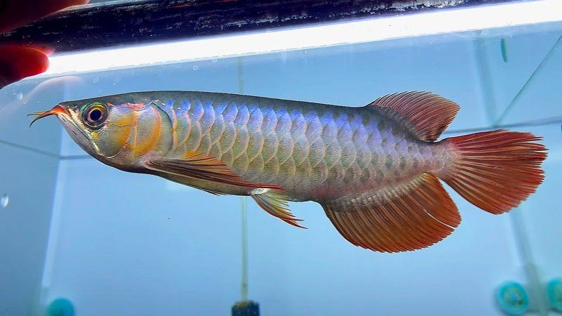 赤血紅龍魚幼苗圖片大全大圖 赤血紅龍魚幼苗圖片大全大圖 龍魚百科 第28張