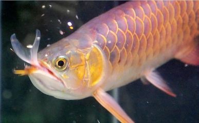 金龍魚寵物魚能吃嗎:關于金龍魚寵物魚是否能吃,金龍魚寵物魚可以吃嗎 龍魚百科 第5張 金龍魚寵物魚能吃嗎:關于金龍魚寵物魚是否能吃,金龍魚寵物魚可以吃嗎 金龍魚寵物魚能吃嗎:關于金龍魚寵物魚是否能吃,金龍魚寵物魚可以吃嗎 龍魚百科 第5張