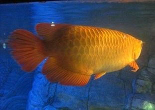 金龍魚寵物魚能吃嗎:關于金龍魚寵物魚是否能吃,金龍魚寵物魚可以吃嗎 龍魚百科 第3張 金龍魚寵物魚能吃嗎:關于金龍魚寵物魚是否能吃,金龍魚寵物魚可以吃嗎 金龍魚寵物魚能吃嗎:關于金龍魚寵物魚是否能吃,金龍魚寵物魚可以吃嗎 龍魚百科 第3張
