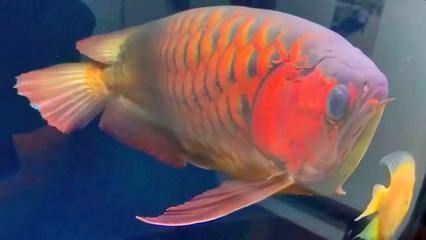 金龍魚寵物魚能吃嗎:關于金龍魚寵物魚是否能吃,金龍魚寵物魚可以吃嗎 龍魚百科 第7張 金龍魚寵物魚能吃嗎:關于金龍魚寵物魚是否能吃,金龍魚寵物魚可以吃嗎 金龍魚寵物魚能吃嗎:關于金龍魚寵物魚是否能吃,金龍魚寵物魚可以吃嗎 龍魚百科 第7張