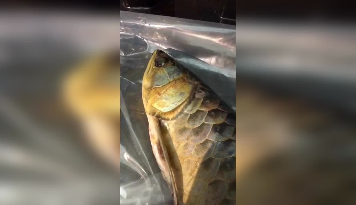 龍魚哪個品種最好吃