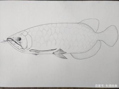 龍魚素描 簡單又漂亮：如何繪制簡單且漂亮的龍魚素描的指南,簡單又漂亮