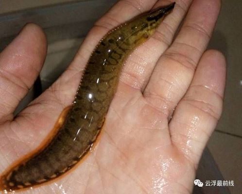 龍魚tds值650魚好嗎：龍魚最佳水質(zhì)管理方法