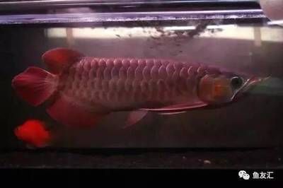 龍魚什么品種最便宜又好養(yǎng)的魚，初學者選擇一種既便宜又好養(yǎng)的龍魚品種可能是一個挑戰(zhàn)
