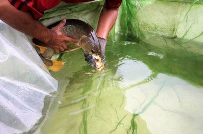 用井水養龍魚好過用自來水嗎：井水養龍魚的優點與缺點 用井水養龍魚好過用自來水嗎：井水養龍魚的優點與缺點 龍魚百科 第2張