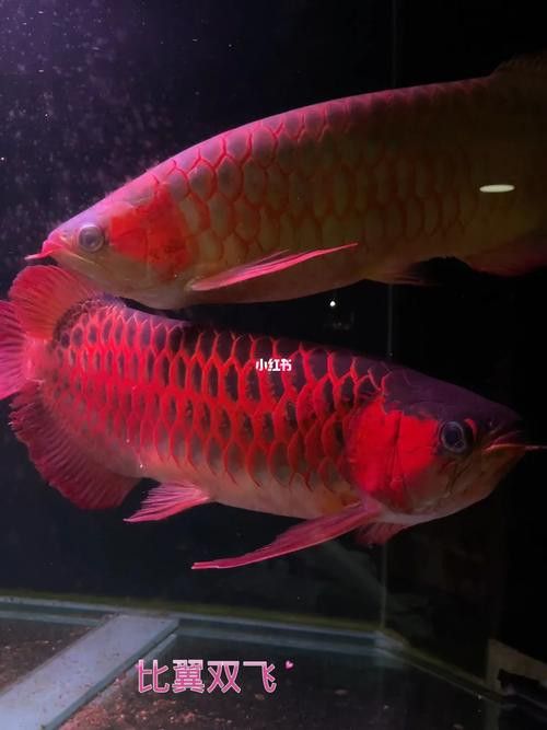 哪里可以找到高清紅龍魚(yú)壁紙？
