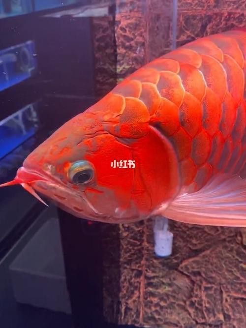 哪里可以找到高清紅龍魚(yú)壁紙？