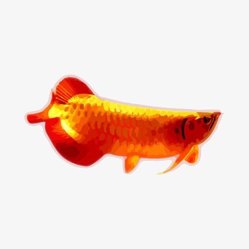 哪里可以找到高清紅龍魚(yú)壁紙？