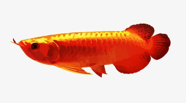 哪里可以找到高清紅龍魚(yú)壁紙？