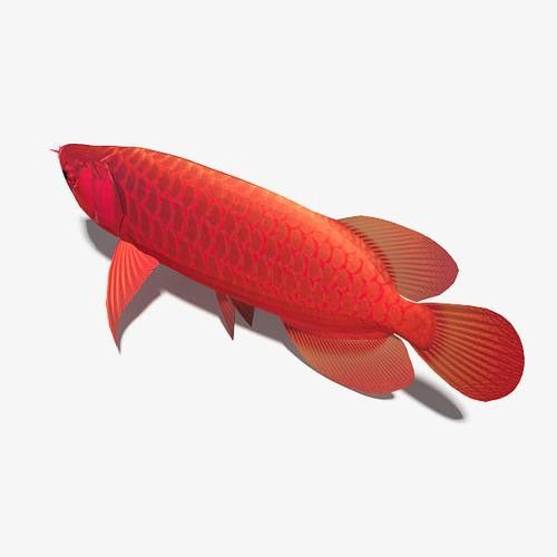 哪里可以找到高清紅龍魚(yú)壁紙？