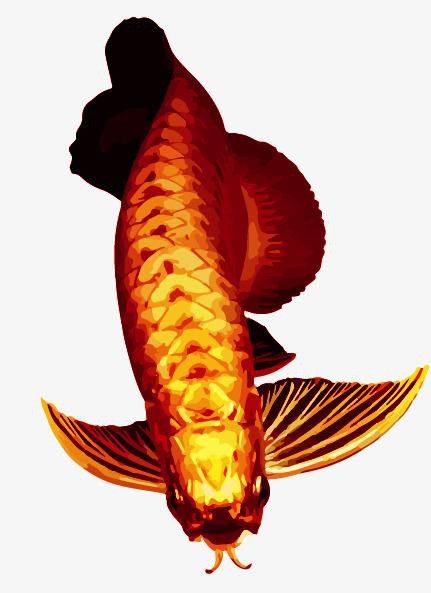 哪里可以找到高清紅龍魚(yú)壁紙？